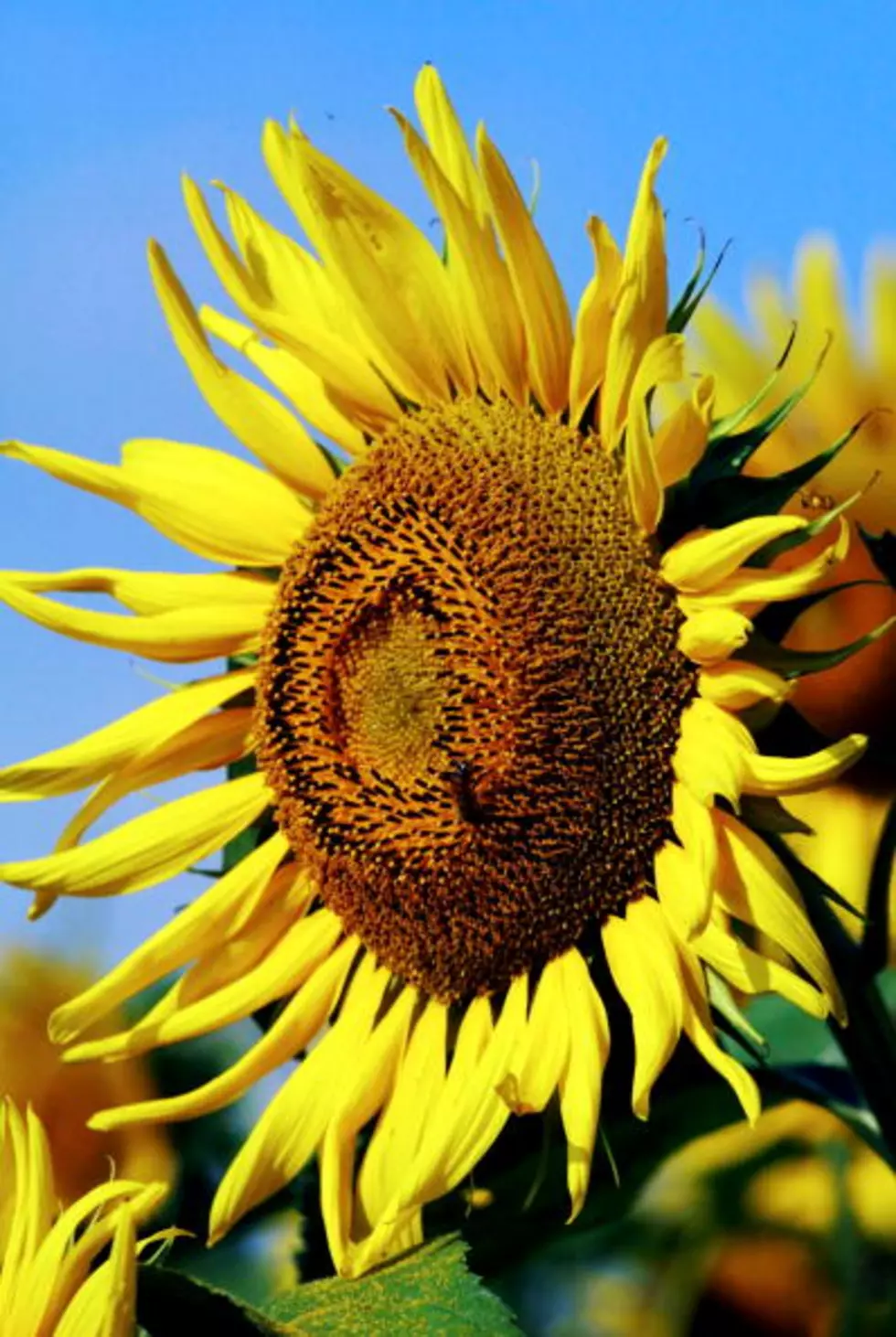 Trespassers Steal Flowers and Cause Damage at Sunflowers of Sanborn
