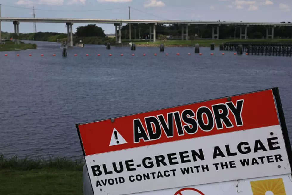 Blue-Green Algae Responsible For More Canine Deaths