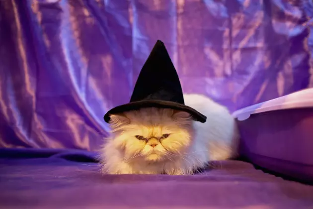 Target Selling Adorable Haunted Halloween Houses For Cats