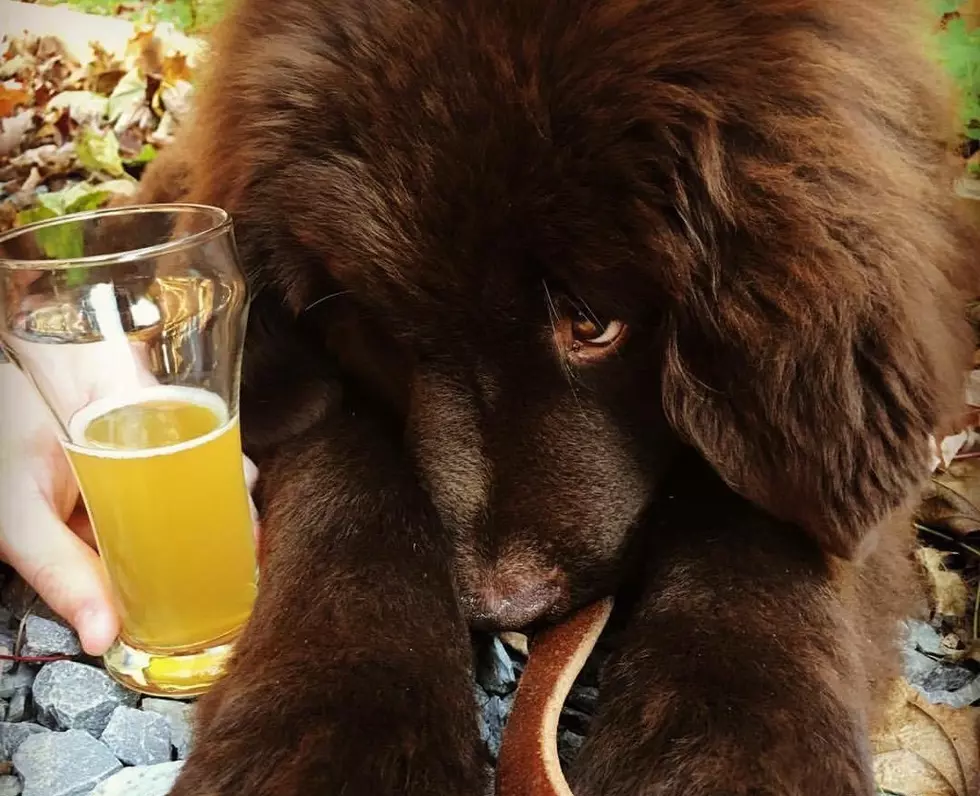 Save Dogs, Drink Beer: Open Arms Rescue Oktoberfest
