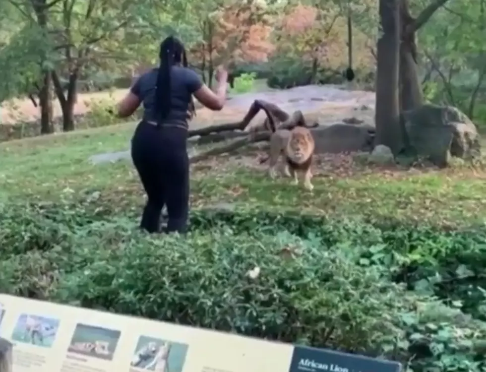 WATCH: Woman Walks Into Lion Cage + Taunts Animal