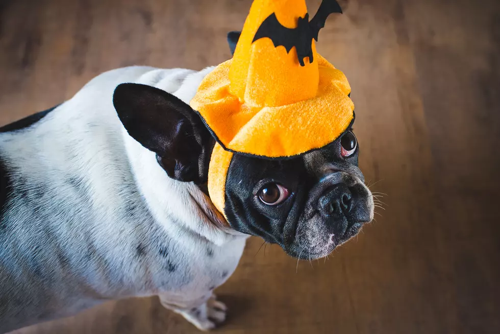 If Your Pets Are Freaked Out By Halloween, Try This