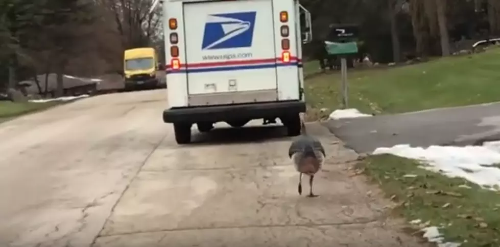Turkey Has Been Stalking A Mail Truck For Months [VIDEO]