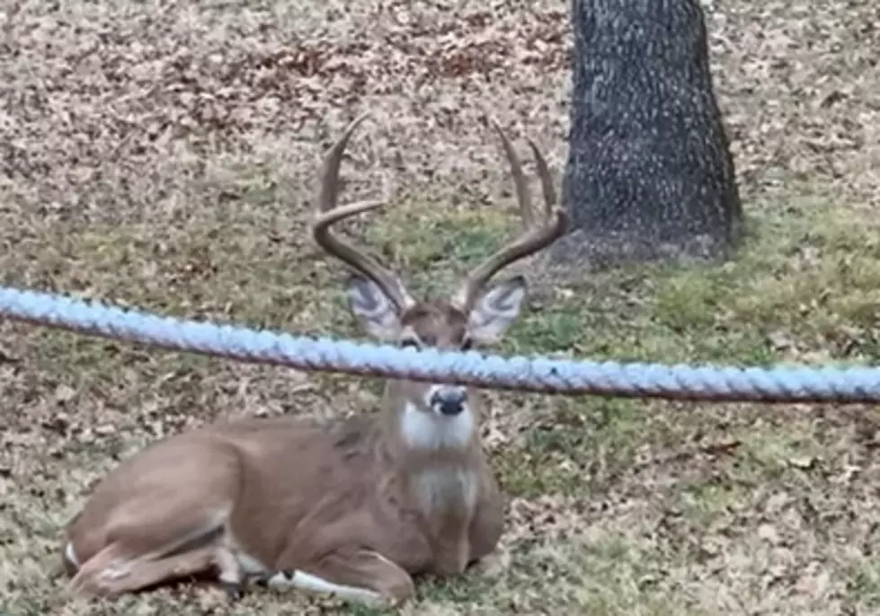 [WATCH] This Buck Could Be The World&#8217;s Most Patient
