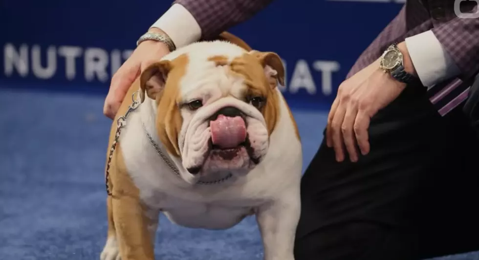 A Bulldog Won This Year&#8217;s Best In Show