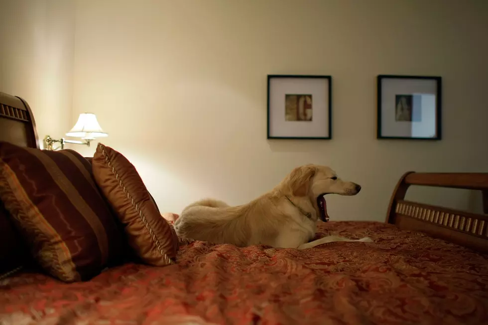 It&#8217;s Science: Your Dog Should Sleep In The Bed With You