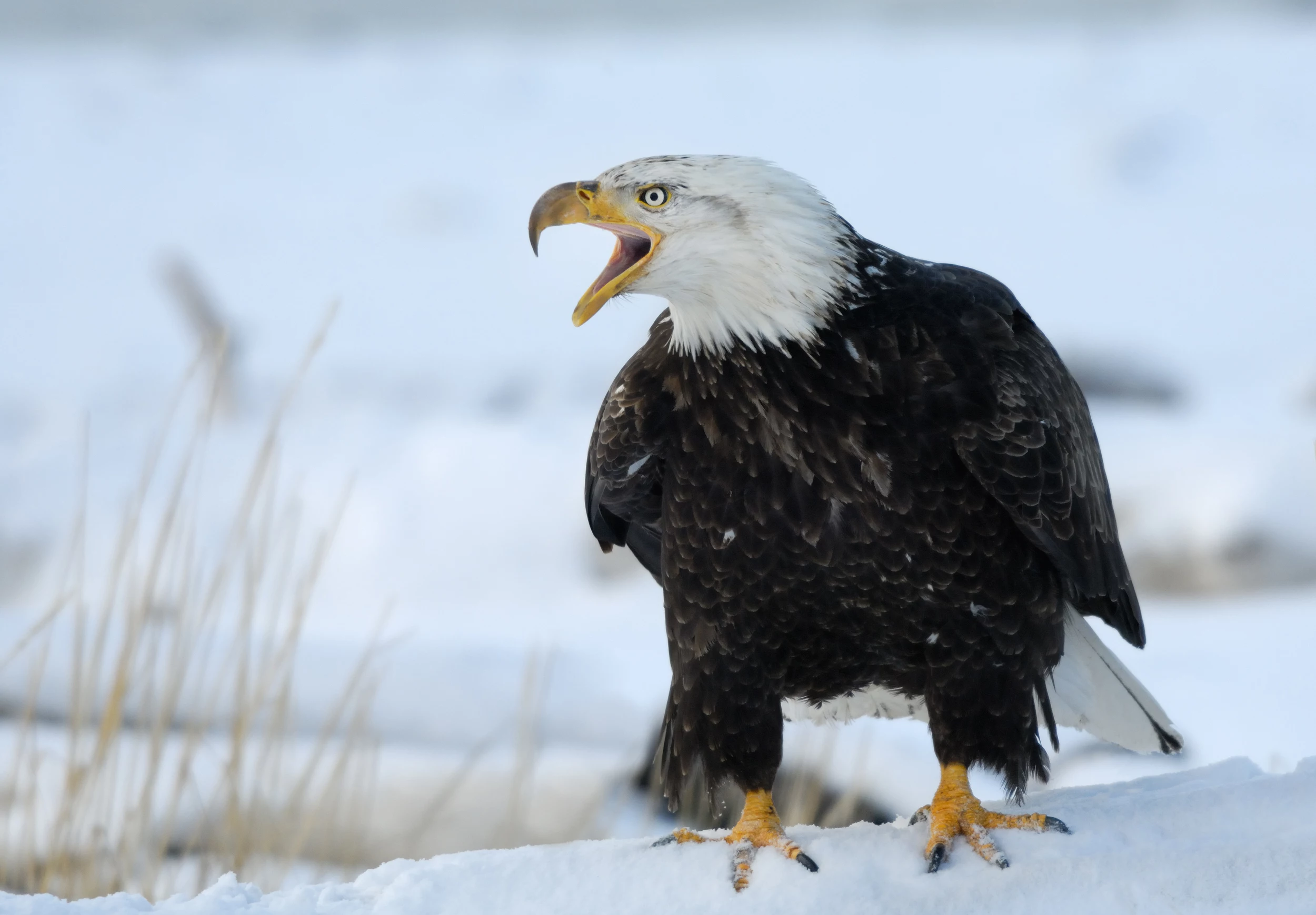 Bald Eagle Crashed, Found in Downtown Buffalo, New York