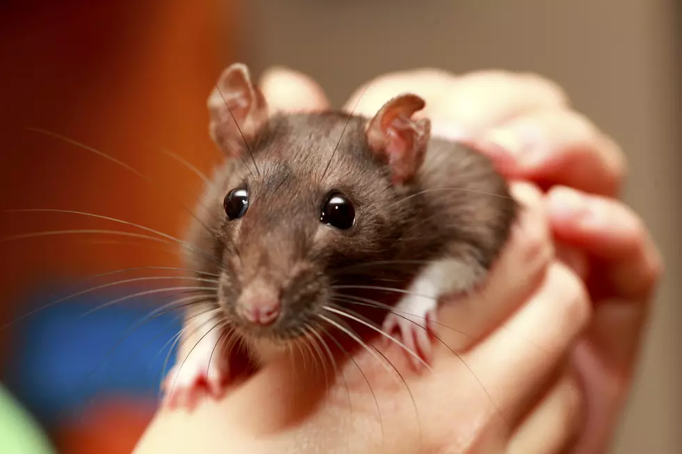 Name A Rat After Your Ex For Valentine's Day - Then Watch It Get 
