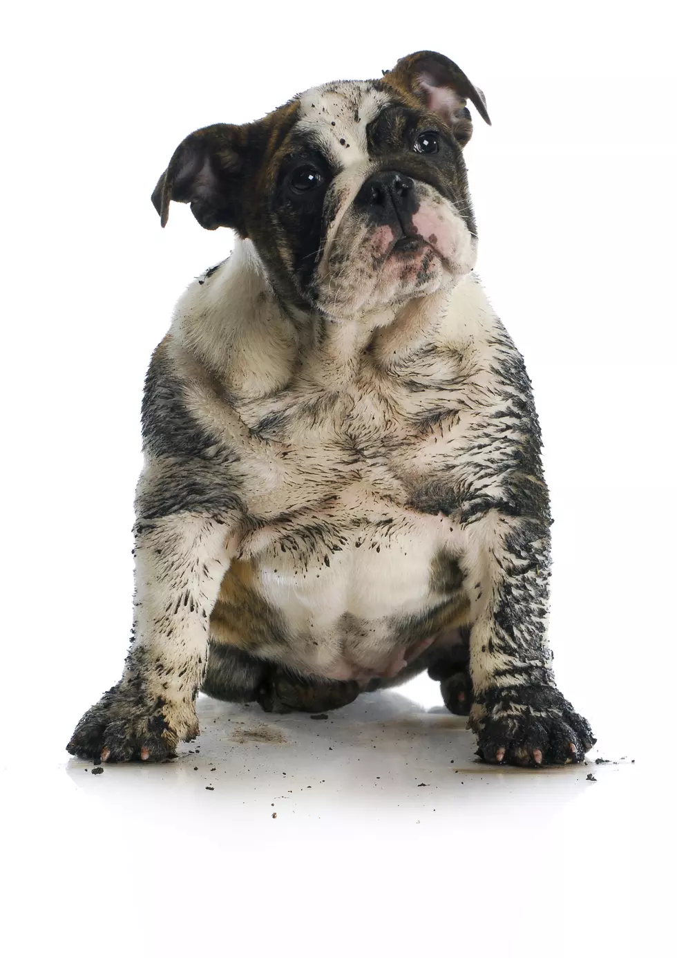 A Quick Fix For Your Dog&#8217;s Muddy Paws