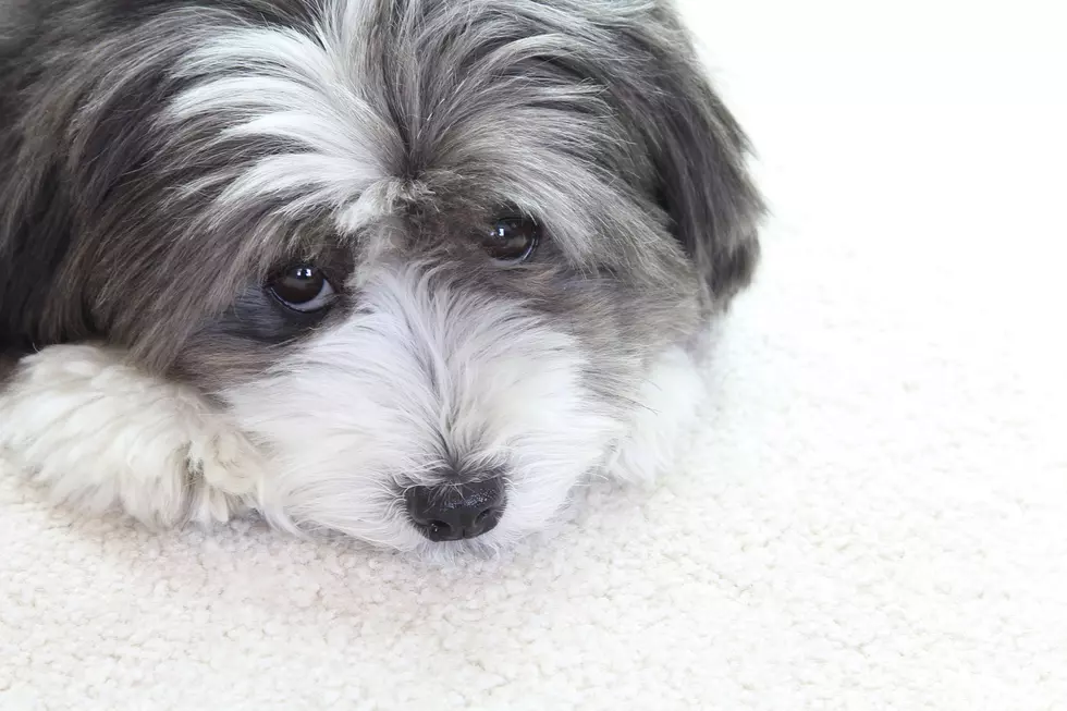 Dogs Use Sad Puppy-Eyes Because They Know We’re Watching and It Works, Study Says