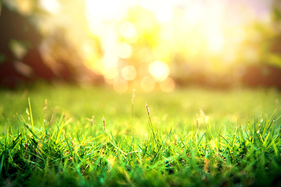 A Way To Keep Your Lawn From Growing So Fast?