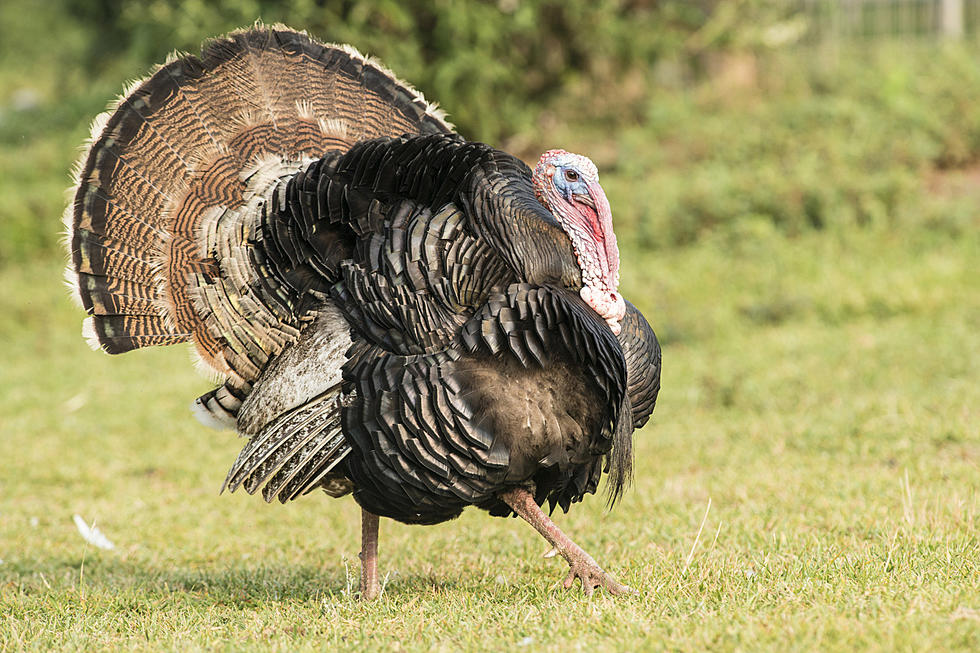 Two Turkeys Show Up at a Home&#8217;s Screen Door In Fredonia [PHOTO]