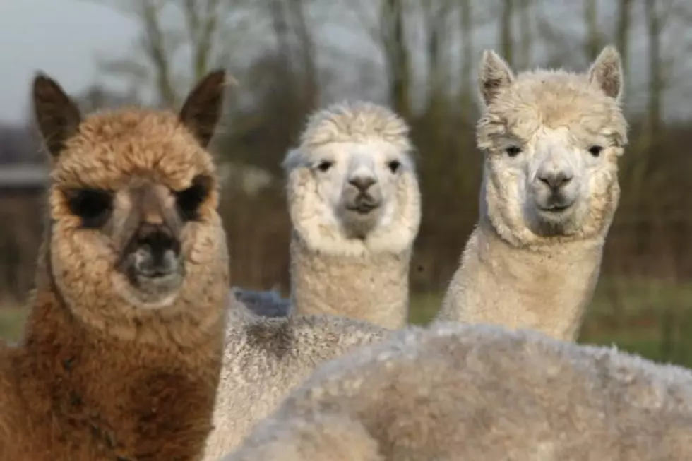 Video of Alpacas Strolling Down Main Street In East Aurora Goes Viral [WATCH]