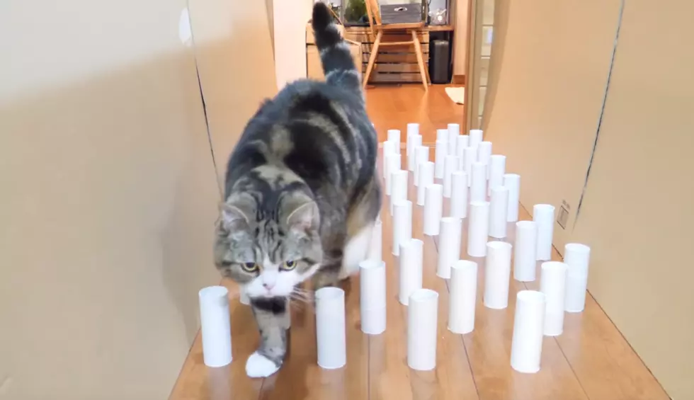 Meet The Most Famous Cat On The Internet [VIDEO]