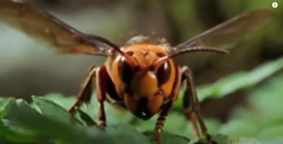 Asian Giant "Murder Hornet" Found For First Time In The U.S.