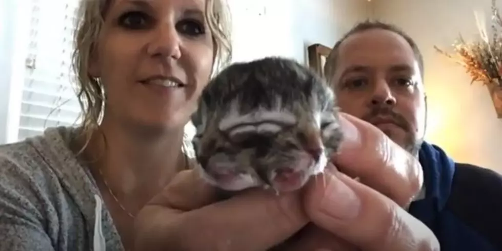 Kitten Born With Two Faces: They’re Named Biscuits and Gravy