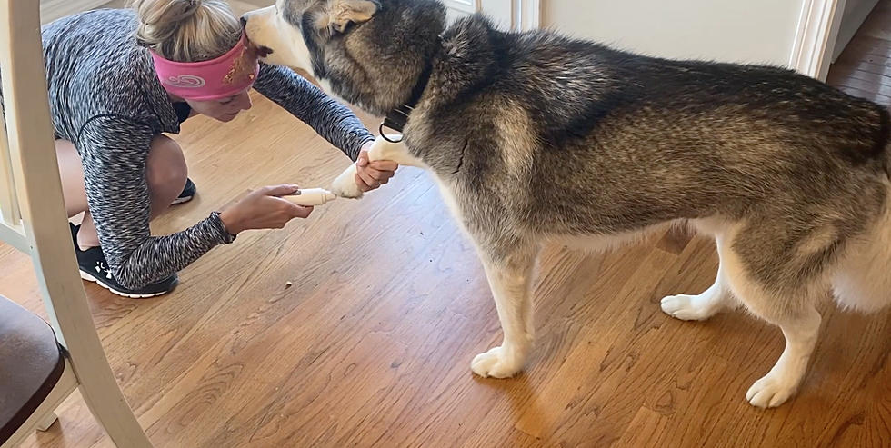 Try This Weird Trick To Clip Your Dog’s Nails in Quarantine