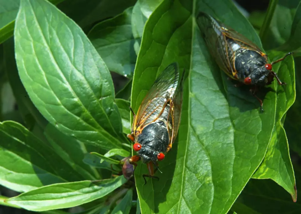 Cicadas Returning To The U.S. After 17 Years Underground