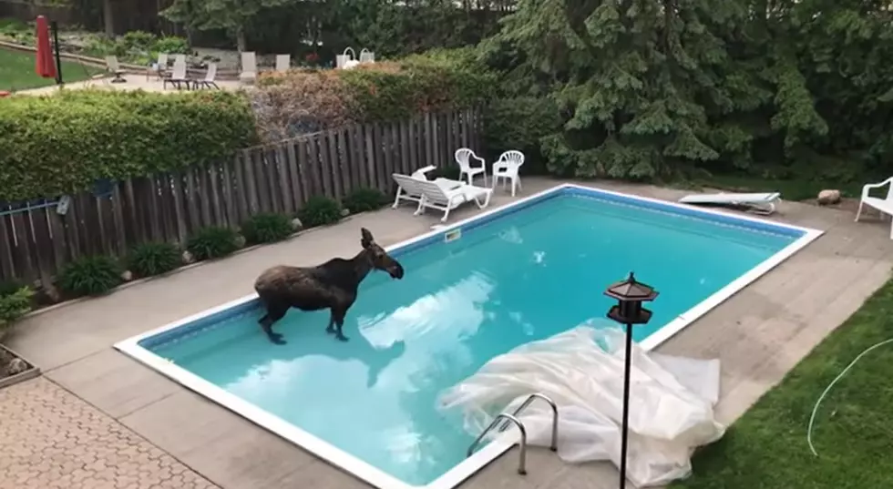 Want To See A Moose Taking A Dip In A Pool? [VIDEO]