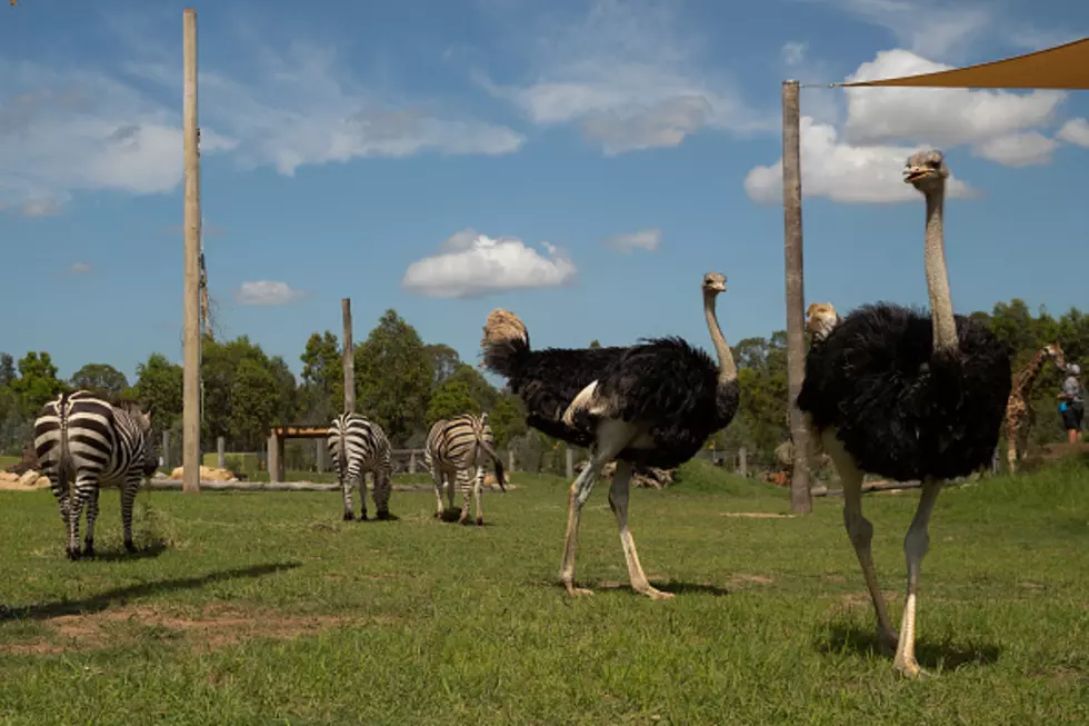 Drive-Thru Safari Happening At Hidden Valley Animal Adventure