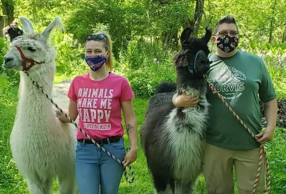 You Can Enjoy A Socially Distanced Walk With A Llama At This WNY Farm