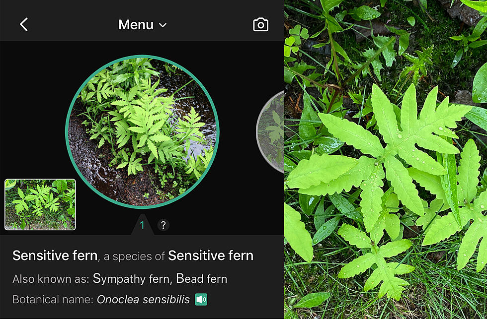 Wondering If It’s a Weed or Flower? Take a Pic, This App Will Tell You