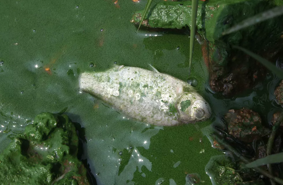 Dead Fish Are Popping Up In WNY Rivers, Ponds And Lakes