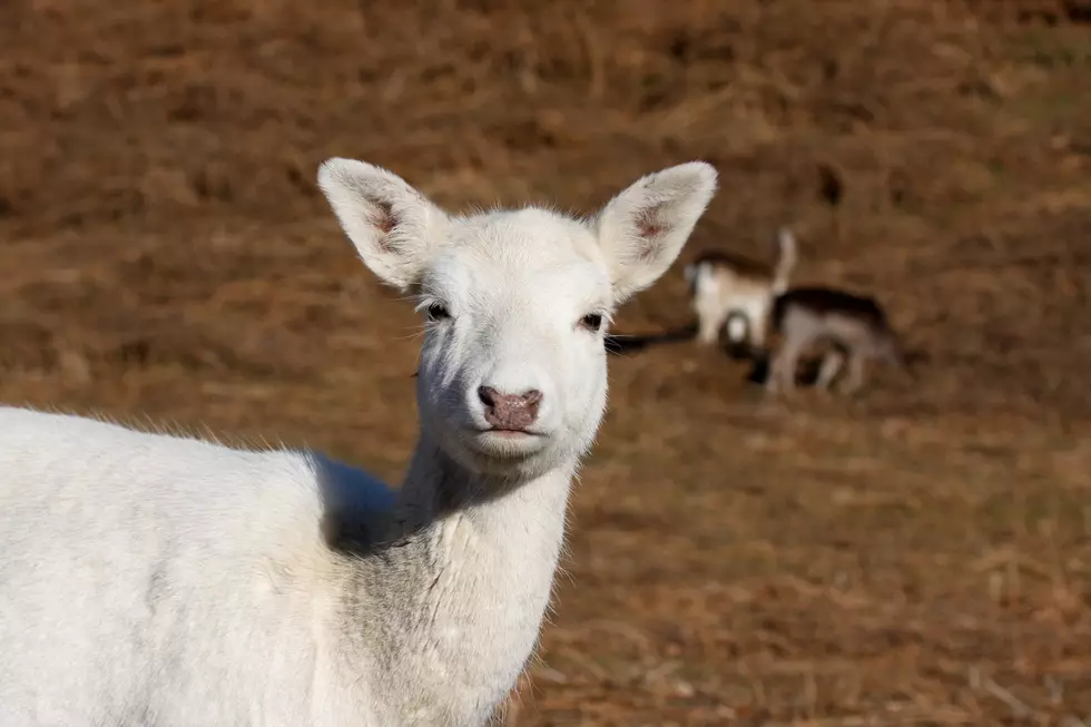 The White Deer Who Lived In Forest Lawn Cemetery Has Died