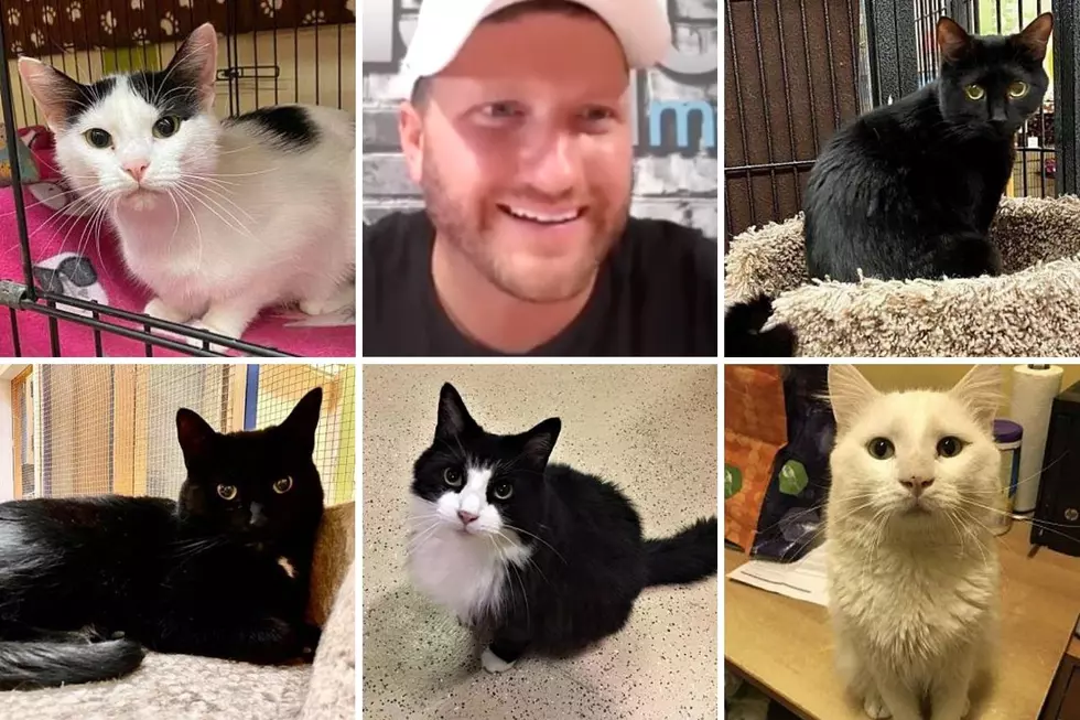 Rob Banks Meets Cats Up for Adoption with Cellino Plumbing &#038; HVAC&#8217;s Nonprofit of the Month