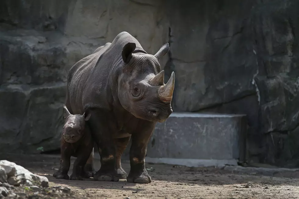 There's A Brand New Rhino At The Buffalo Zoo