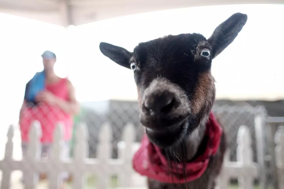 You Can Hire A Petting Zoo To Come To Your Birthday Party