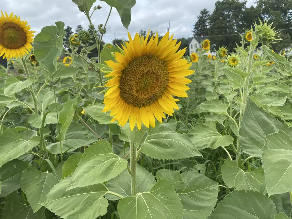 Popular Instagram-Worthy Sunflower Spot Open Now In Eden