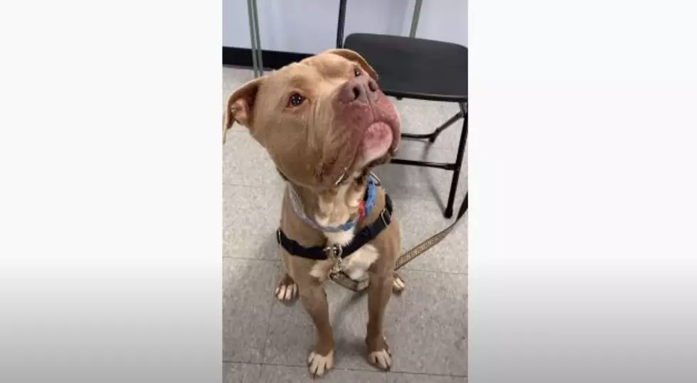 Dog Named Joey, Who Spent Over 500 Days at Niagara County SPCA, Finally Adopted [VIDEO]