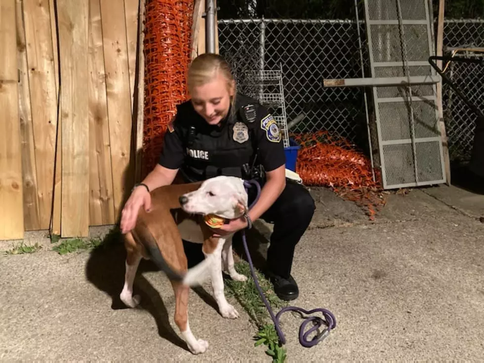 Dog Abandoned in West Seneca on Monday Night Needs a New Home