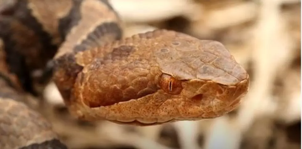 There Are 17 Different Snakes In New York State: Only 3 Can Kill You