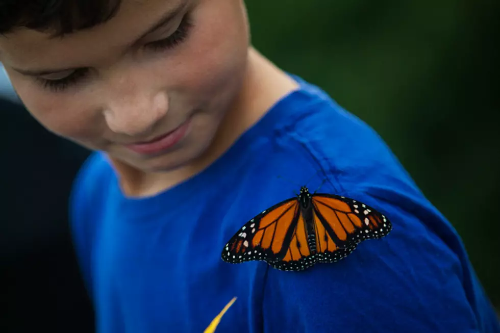 Butterfly Release Event in WNY Will Be Fun For The Kids