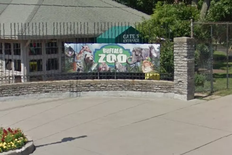 The Buffalo Zoo Will Return To Normal Hours Wednesday