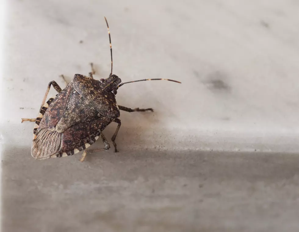 This Year’s “Stink Bug” Season Will Be a Bad One