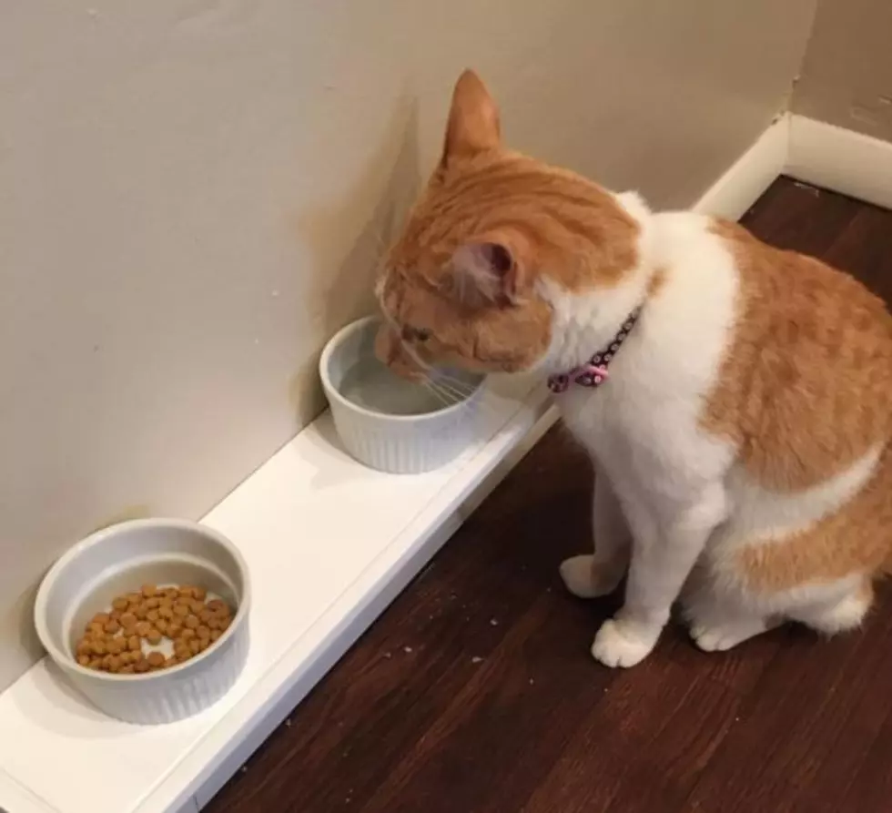 5 Foods You Should Never Give To Your Cat