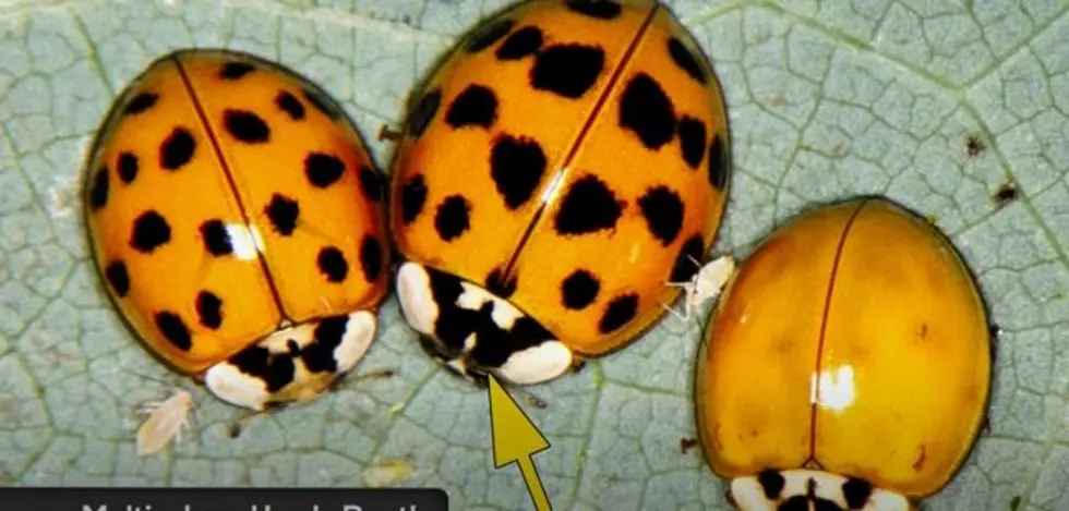 These Small Ladybug Look-alikes Can Be Harmful For Your Pet