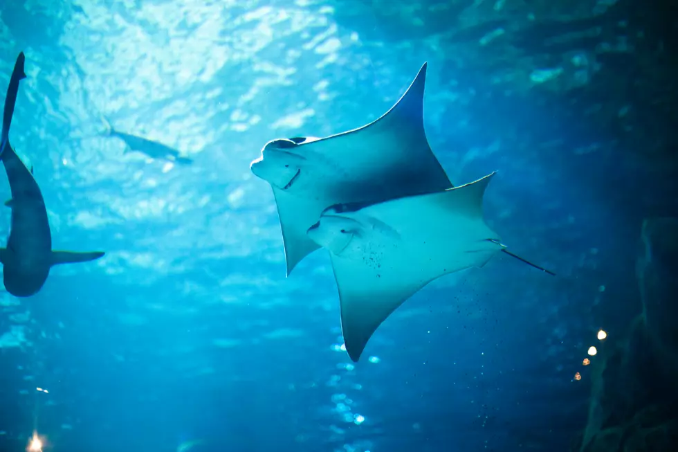 The Aquarium of Niagara is Unveiling A New Interactive Shark & Stingray Exhibit