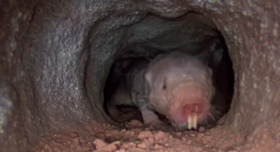The Buffalo Zoo Welcomes Naked Mole Rats