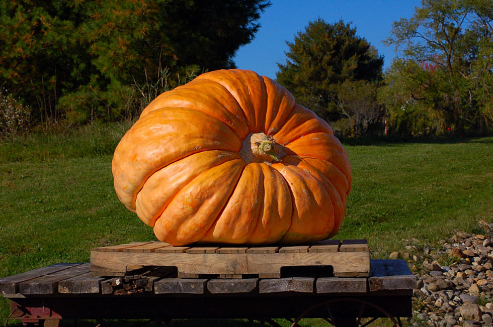 Look! The Largest Pumpkin in Buffalo is MASSIVE