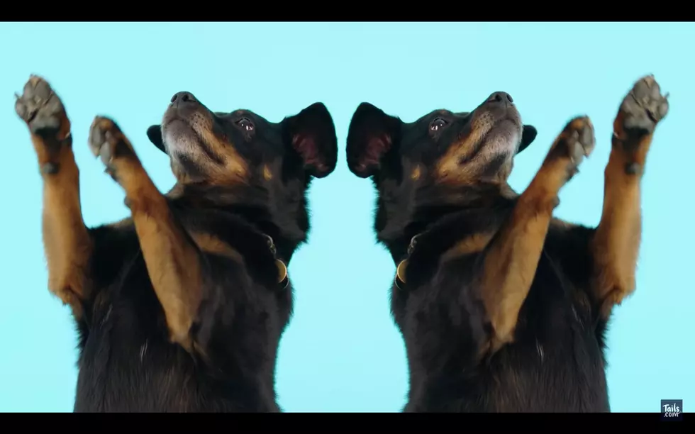 Listen To The First Christmas Song Made for Dogs