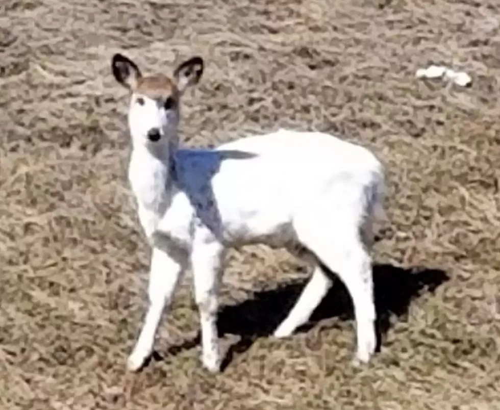 Another Albino Deer Spotted In WNY [PICS]