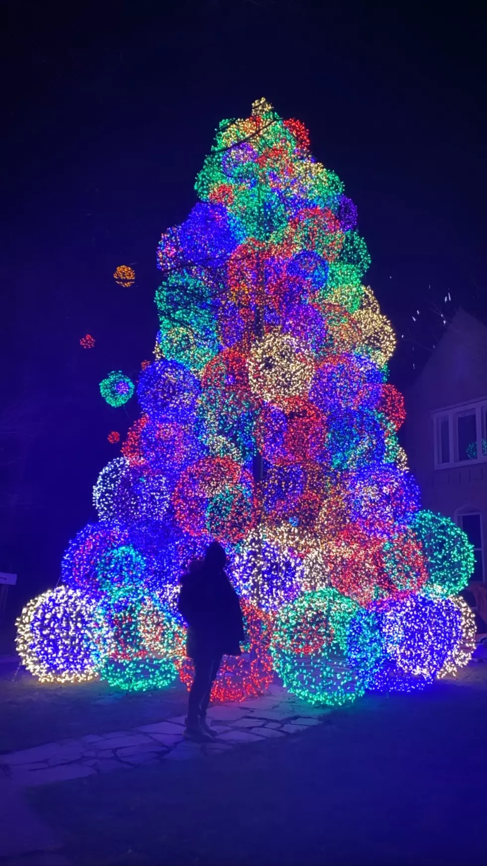 You Have To Go See This Tree in Buffalo
