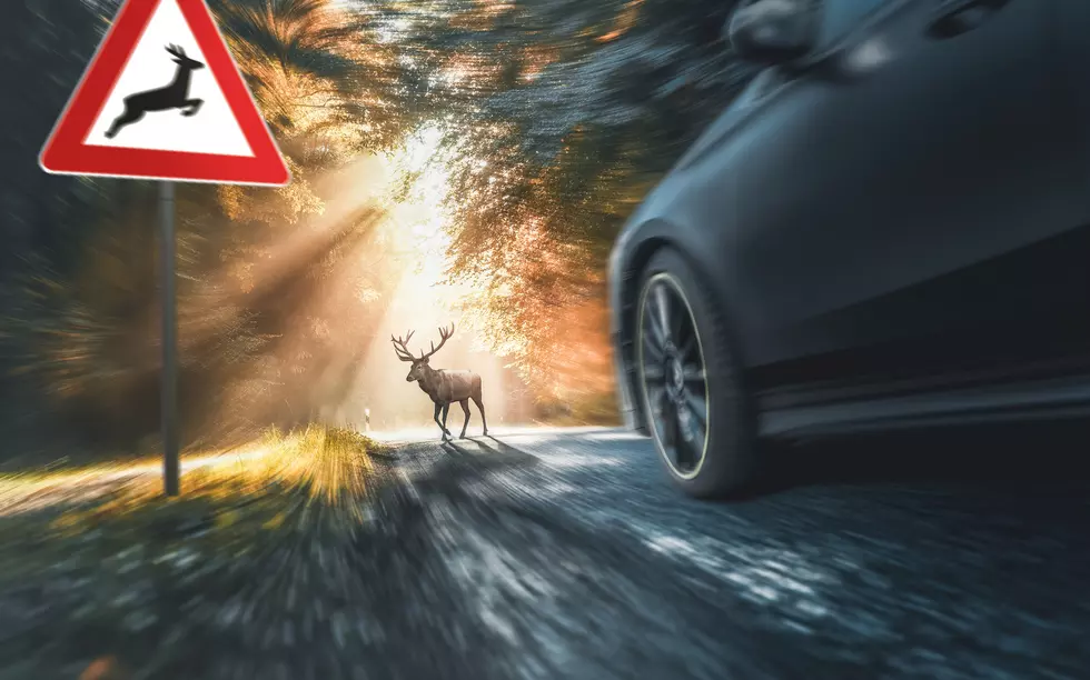 Clay Asks The Barnes Firm About What You Should Do After A Deer Collision