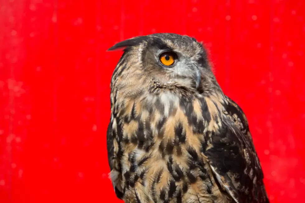 Famous Christmas Tree Owl Gets a Plane