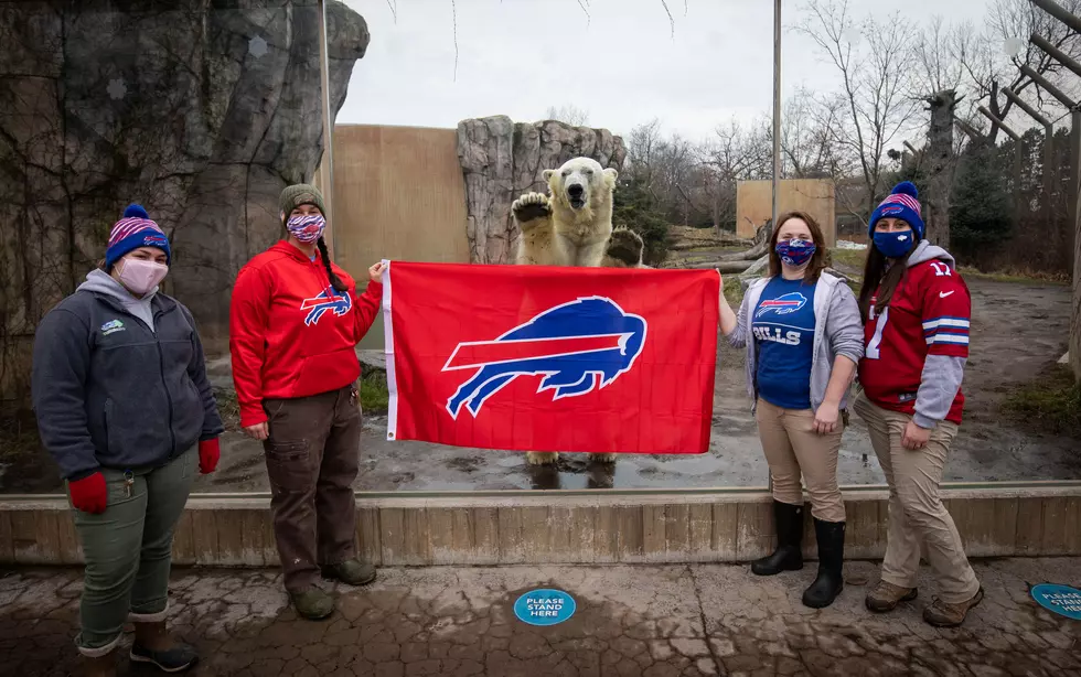 Buffalo Zoo Must Make Good On Buffalo Bills Bet