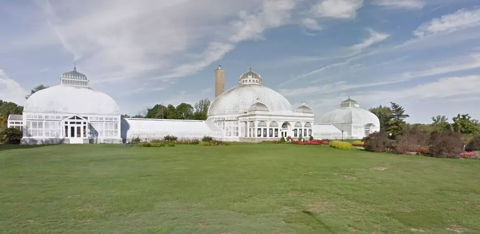 Buffalo Botanical Gardens Launch New Spring Flower Exhibit